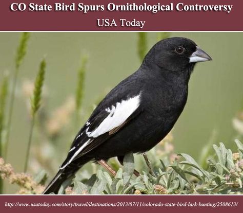 CO State Bird Spurs Ornithological Controversy | USA TODAY Travel | http://www.usatoday.com/story/travel/destinations/2013/07/11/colorado-state-bird-lark-bunting/2508613/ Lark Bunting, Bird Photos, State Birds, Life List, Mountain High, Flower Bird, Sparrows, Colorful Birds, Small Birds