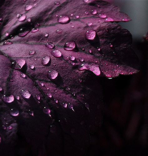 Plum Ceiling, Sumptuous Bedroom, Plum Color Scheme, Yennefer Of Vengerberg, Pastel Decor, All Things Purple, Water Droplets, Colour Board, Plum Color