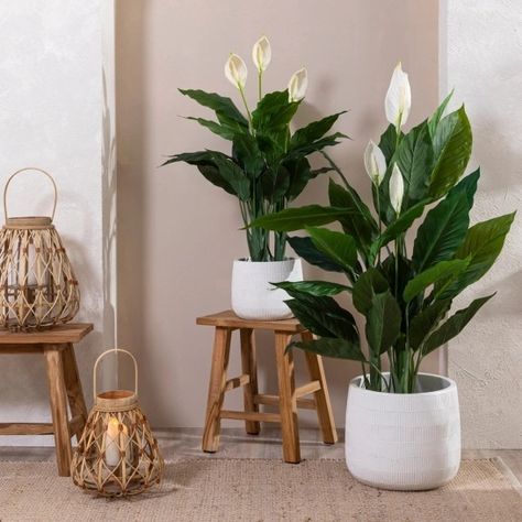 Lilly Plants, Lily Plant, Bedroom Ideas For Small Rooms Cozy, Peace Lily Plant, Indoor Plants Styling, Plant Indoor, Lily Plants, Plant Decor Indoor, Mexican Decor