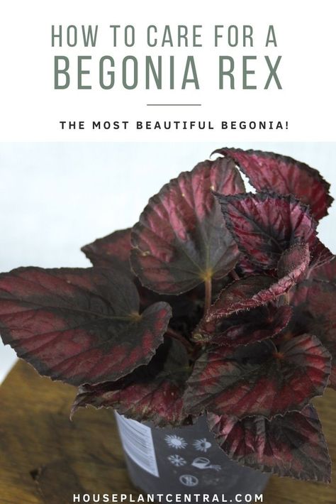 Love colorful foliage? You'll love Begonia rex! Find out all about caring for, watering and propagating this amazing Begonia. #houseplants Rex Begonia Propagation, Rex Begonia, Self Watering Pots, Colorful Plants, Leaf Coloring, Propagating Plants, Painted Leaves, Self Watering, Types Of Soil