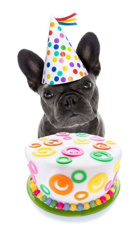 French Bulldog Birthday Wishes, Happy Birthday French Bulldog, French Bulldog Birthday, Bulldog Birthday, Happy Birthday Animals, Congratulations Wishes, Happy Birthday Dog, Happy Birthday Art, French Bulldog Gifts