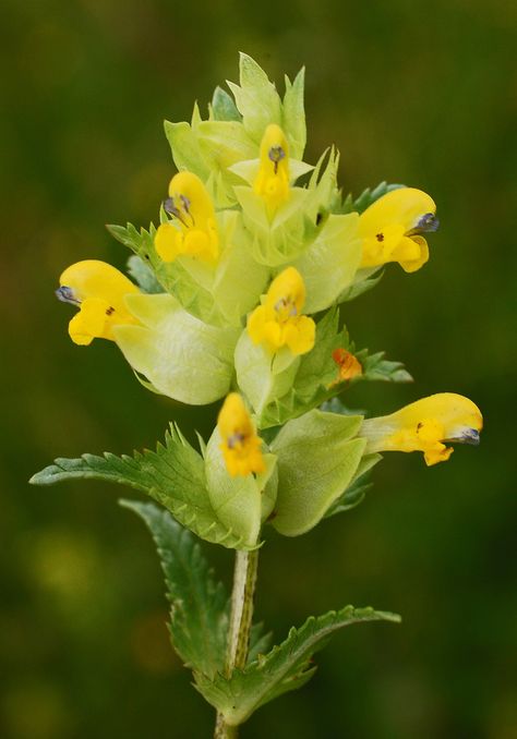 Yellow Rattle: Rhinanthus minor - Flickr - Photo Sharing! Uk Wildflowers, Yellow Rattle, Different Kinds Of Flowers, Sweet Briar, Strange Flowers, Fatal Attraction, Somerset England, Wildflower Meadow, Wildflower Garden