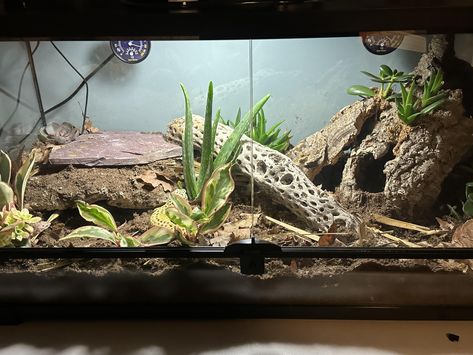 Bioactive Leopard Gecko Enclosure, Leopard Gecko Habitat Ideas 20 Gallon, Gargoyle Gecko Enclosure, Leopard Gecko Bioactive Tank, Bioactive Leopard Gecko Tank, Leopard Gecko Setup, Leopard Gecko Enclosure, Reptile Tanks, Gecko Enclosure