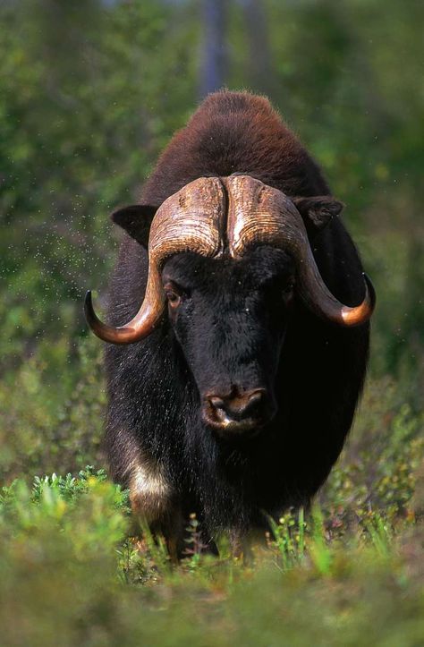 Where the Wild Things Are – Canada Elk Animal, Bears In The Wild, Musk Ox Photography, Bull Elk Bugling, Extinct North American Animals, Zoo Animals Photography, Animals With Horns, Musk Ox, Types Of Animals