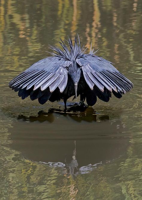 Heron Sculpture, Black Heron, Green Heron, Coastal Birds, Grey Heron, Animal Reference, Herons, Bird Sculpture, Bird Pictures