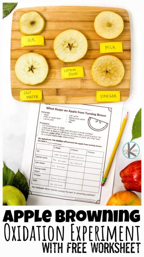 Apple Taste Test Graph, Apple Experiments For Kids, Dan Jabuka, Preschool Apple Worksheets, Apple Projects, Watercolor Salt, Apple Science Experiments, Apple Science, Elementary Montessori