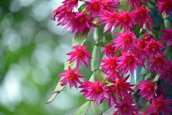 Christmas Cactus Care, Cactus Leaves, Christmas Cactus Plant, Cactus Christmas, Easter Cactus, Thanksgiving Cactus, Holiday Cactus, Garden Nook, Cactus Care