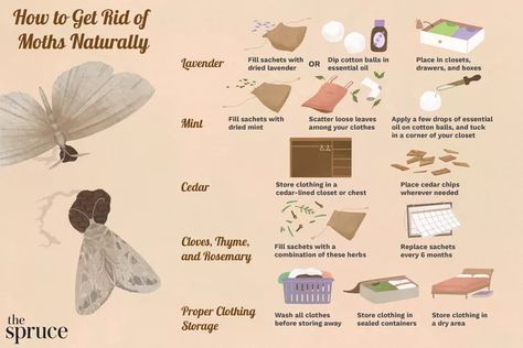 Moths In Closet, Homemade Humidifier, Mothballs Uses, Getting Rid Of Moths, Household Bugs, Get Rid Of Clothes, Pantry Moths, Get Rid Of Spiders, Moth Repellent