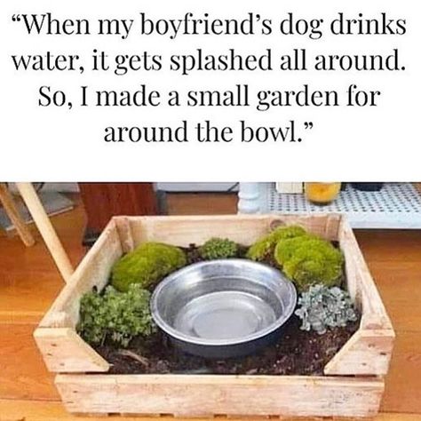 Woke to the planet 🌏 on Instagram: “Who's going to be making their dogs little gardens tomorrow after seeing this? 🙋🏼‍♂️ . 📸 @ecoquotes . #getwoketotheplanet . #dogs #cute…” Bowl Garden, Dog Water Bowl, Dog Water Bowls, Tree Hugger, Dog Bowl, Water Bowl, Off Grid Living, Wholesome Memes, Diy Stuffed Animals