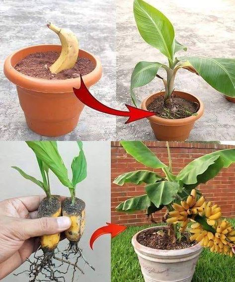 Tree Garden, Banana Fruit, Banana Plants, Plant Growing, Garden Help, Banana Tree, Creative Gardening, Soil Improvement, A Banana