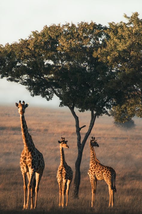 African Animals Photography, Animal Photography Wildlife, Giraffe Pictures, Wild Animals Photography, Wild Animals Photos, African Wildlife, African Animals, Wildlife Animals, Giraffes