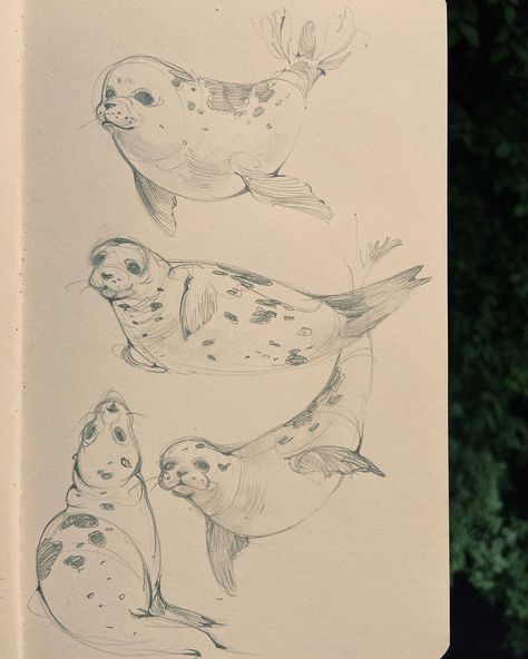 Marine Animal Sketches, Sea Animals Sketch, Sea Lion Drawing, Ocean Creatures Drawings, Seal Sketch, Marine Doodles, Marine Life Drawing, Seal Drawing, Animal Drawings Sketches