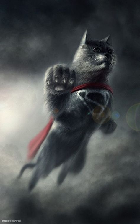 New Superheroes, Gatos Cool, Super Cat, Cat Character, Cat People, Weird Animals, Cat Illustration, Crazy Cat Lady, Cat Lady