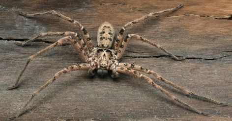 Biggest Spider, Giant Huntsman Spider, Brazilian Wandering Spider, Wood Spider, Dangerous Spiders, Funnel Web Spider, Arachnids Spiders, Huntsman Spider, Huge Spiders