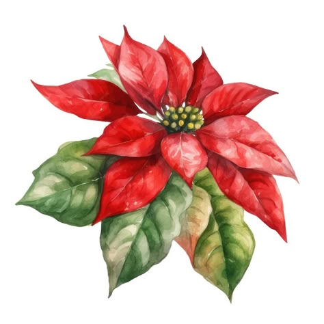 Flor de flor de pascua estrella de navidad acuarela | Vector Premium Christmas Flower Drawing, Red Christmas Flower, Drawing Scrapbook, Watercolor Poinsettia, Holly Flower, Prima Watercolor, Valentines Day Clipart, Poinsettia Flower, Christmas Poinsettia