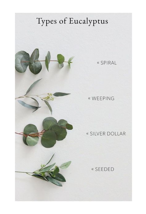 Types Of Eucalyptus Leaves, Different Types Of Eucalyptus, Faux Eucalyptus Decor, Eucalyptus Types, Types Of Greenery, Faux Olive Trees, Types Of Eucalyptus, Fake Vines, Eucalyptus Stems