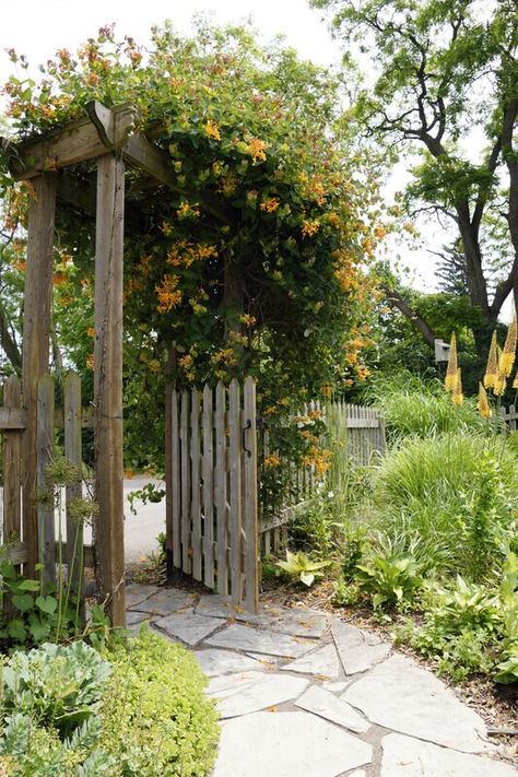 Honeysuckle Cottage, Front Yard Decor, Honeysuckle Vine, Backyard Pergola, Front Yard Garden, Climbing Plants, Garden Cottage, Colorful Garden, Country Gardening