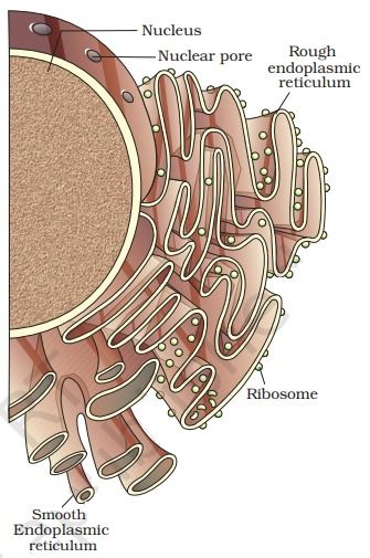 Endoplasmic Reticulum Drawing, Endoplasmic Reticulum Diagram, Digestive System Diagram, Plant Cell Diagram, Endoplasmic Reticulum, Cell Diagram, Math Calculator, Geometry Formulas, Prokaryotic Cell