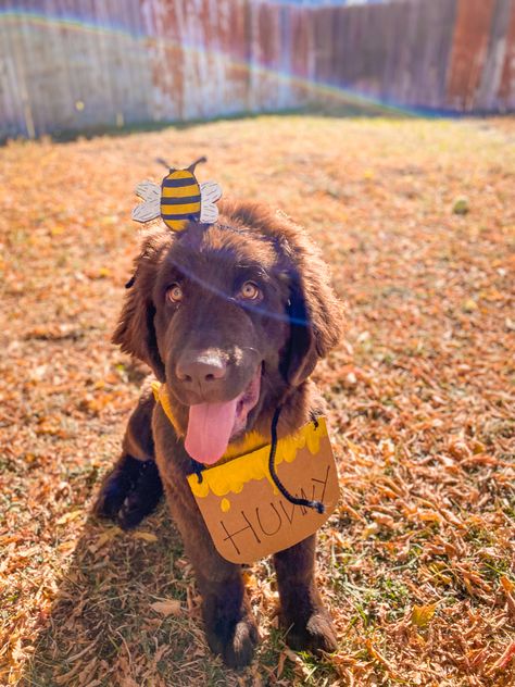 Honey Pot Costume, Honey Costume, Dog Parade, Pets Photos, Dog Costume, Honey Pot, Pooh Bear, Golden Retriever, Labrador Retriever