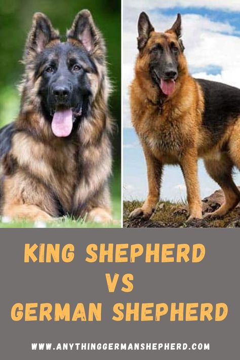 King Shepherds and German Shepherds share many of the same traits, because they have different backgrounds, they also have different needs. Understanding both breeds can better help potential owners select the best choice for a companion. King German Shepherd Puppies, Types Of Shepherd Dogs, Eastern European Shepherd, King Shepherd Dog, Fluffy German Shepherd, King German Shepherd, Large German Shepherd, Dog Breeds Chart, Types Of German Shepherd