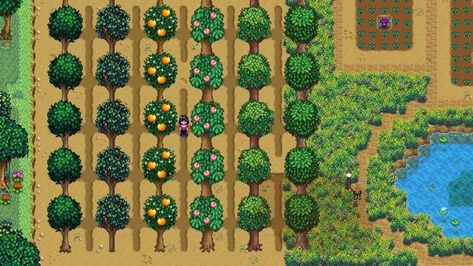 Fruit Trees Stardew Valley, Stardew Tree Layout, Stardew Fruit Trees, Stardew Valley Tree Farm Layout, Stardew Valley Fruit Trees Layout, Stardew Valley Fruit Trees, Stardew Animals, Stardew Tips, Stardew Valley Layout