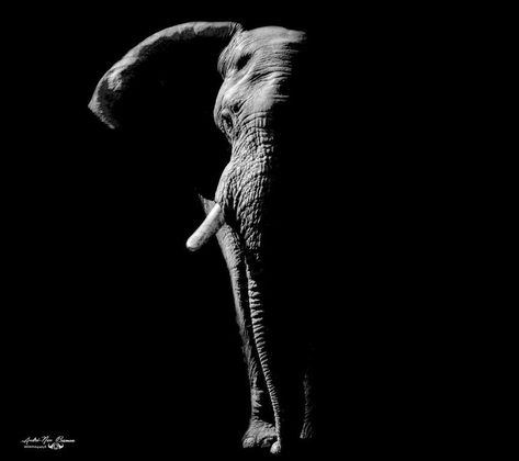 Elephant Black And White, Black Elephant, Elephants Photos, Black Background Photography, Elephant Canvas, Black And White Art Drawing, Wildlife Photographer, Iphone Wallpaper Hd Nature, Scratch Art