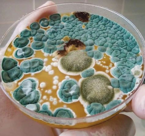 Moldy Lemon, Mold Microscope, Microbial Art, Bacteria Art, Chrome Liquid, Mold Art, Decay Art, Fungi Art, Growth And Decay