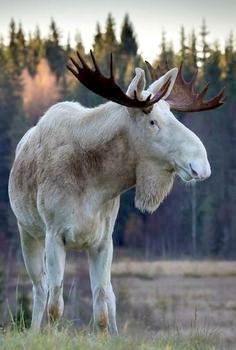 White Bull Moose Albino Moose, Moose Pictures, Regnul Animal, Bull Moose, White Animals, Albino Animals, Mule Deer, Rare Animals, Manx