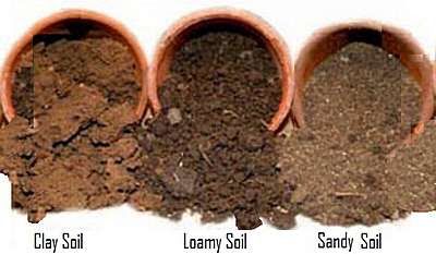 Garden Soil Types, clay soil, loamy soil, sandy soil, chalky soil Loamy Soil, Garden Soil Preparation, Vegetable Garden Soil, Garden Preparation, Soil Types, Healthy Soil, Types Of Herbs, Herb Gardening, Sandy Soil