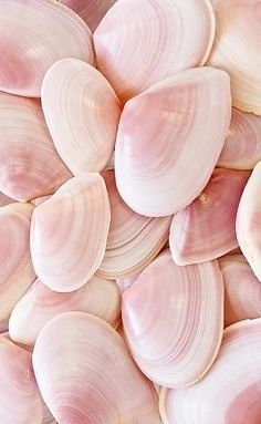 pink shells - Designspiration - Popular | Designspiration - … | Flickr Pink Seashells Aesthetic, Aesthetic Textures, Tout Rose, Pink Nature, She Sells Seashells, Tickled Pink, Everything Pink, Alam Yang Indah, Pink Summer