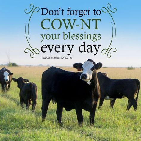 During this month of gratitude, let us remember to COW-NT our blessings today and every day. Cow Sayings, Cows Quotes, Farm Sayings, Farm Quotes, Cow Quotes, Show Cows, Pet Cows, Texas Farm, Best Friend Cards