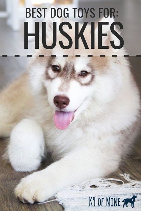 Husky Tips Pet Care, Husky Care, Siberian Husky Training, Husky Training, Siberian Husky Facts, White Siberian Husky, Dogs Husky, Best Dog Toys, Siberian Husky Dog