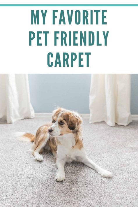 Pet Friendly Carpet Ideas, Best Carpet For Pets, Carpet For Dogs, Pet Friendly Carpet, Choosing Carpet, Snug Room, Dark Carpet, Kid Room Carpet, Sisal Carpet