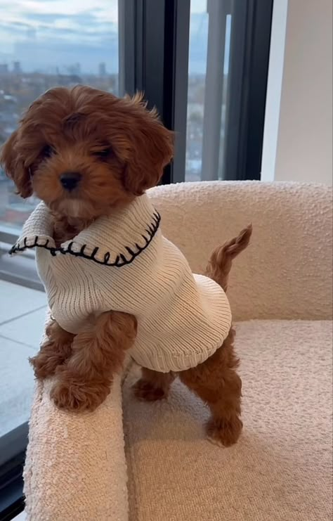 Cockapoo Puppies Aesthetic, Small Cute Dogs Breeds, Cute Small Breed Dogs, Mini Poodle Outfits, Boujee Dog Aesthetic, Cute Dogs Fluffy, Fluffy Small Dog Breeds, Cute Mini Dogs, Dogs To Get