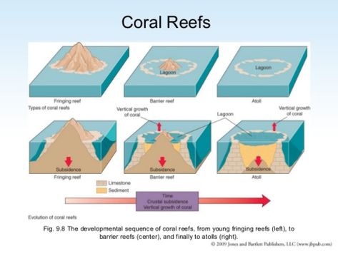 TYPES OF CORAL REEFS – Saving Coral Reefs Types Of Coral Reef, Coral Reef Ecosystem Project, Coral Reef Lesson Plan, Coral Reef Biome, Geology Illustration, Types Of Coral, Climate Art, Coral Reef Infographic, Coral Reef Structure