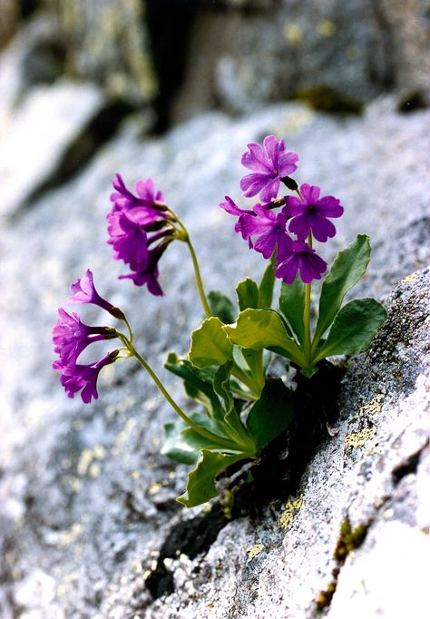 PRIMULA GLAUCESCENS (Primula glaucescente. Meergrüne Primel. Primevère glacescente. Jeglič). Primulaceae Rock Plants, Alpine Flowers, Alpine Garden, Rock Flowers, Flowers Growing, Alpine Plants, Wild Plants, Violet Flower, Rock Garden