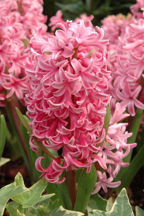 When To Plant Bulbs, Outdoor Flowering Plants, Pink Hyacinth, Plant Bulbs, Early Spring Flowers, When To Plant, Spring Garden Flowers, Flower Pot Design, Amaryllis Bulbs