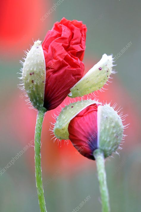 Corn poppy buds (Papaver rhoeas) - Stock Image - B830/3442 - Science Photo Library Poppy Photography, Papaver Rhoeas, Corn Poppy, Lazio Italy, Science Photos, Watercolor Flower Art, Enchanted Garden, Flower Bud, Poppy Flower