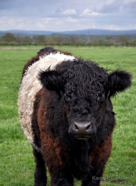 Cute Cowa, Belted Galloway Cows, Galloway Cattle, Belted Galloway, Mum Tattoo, Cow Art Print, Cattle Breeds, Fluffy Cows, Cattle Farming