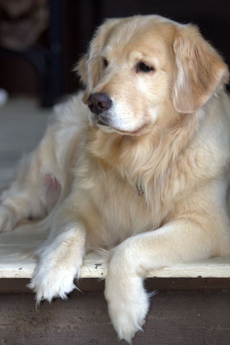 Prestance of an Dog Golden Retriever color Cream ............................................... #Dog #Doglovers #an #Golden #Retriever #color #Cream #prestance #magnificience #prestance Perros Golden Retriever, A Golden Retriever, 강아지 그림, Labrador Retriever Puppies, Retriever Puppy, Dogs Golden Retriever, Cute Dogs And Puppies, Retriever Dog, Golden Retrievers