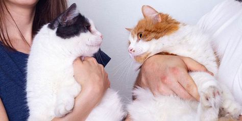 How to Introduce Cats to Each Other - https://www.worldsbestcatlitter.com/2019/04/how-to-introduce-cats-to-each-other/ How To Introduce Cats To Each Other, How To Introduce Cats, Cat Info, Older Cats, New Sibling, Cat Friendly Home, Cat Friendly, Cat Behavior, Litter Box