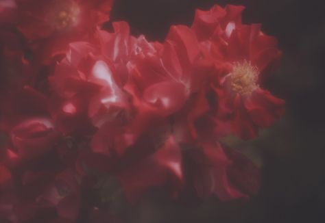 laura makabresku Red Plant Aesthetic, Reddish Pink Aesthetic, Laura Makabresku, Wallpaper Powerpoint, Plant Aesthetic, Summer Rain, Red Aesthetic, Aesthetic Movies, Ikebana