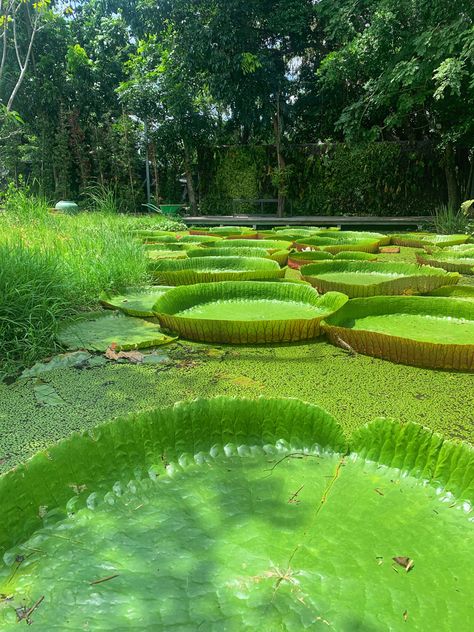 Victoria Amazonica, Giant Water Lily, Pond Decorations, Lotus Pond, Green House, Water Lily, Lotus, Lily, Water