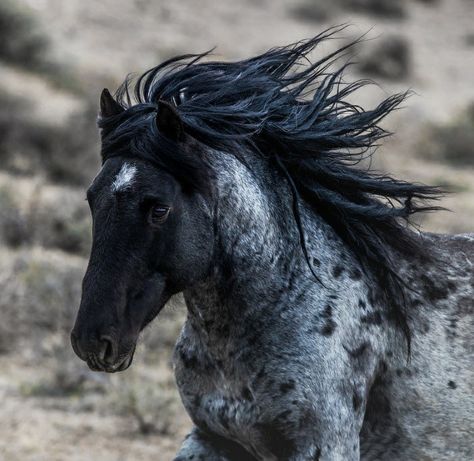 Grey Mustang Horse, Black And White Appaloosa, Black Leopard Appaloosa, Horse Poses, Stunning Horses, Wild Horse Pictures, Sorrel Peacock Leopard Appaloosa, Horse Reference, Appaloosa Horse