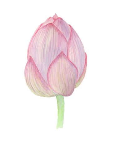 Lotus Buds Drawing, Lotus Bud Tattoo, Lotus Bud Drawing, Vintage Plant Illustration, Lotus Blooming, Buddha Symbols, Painted Backgrounds, Lotus Flower Painting, Watercolor Lotus