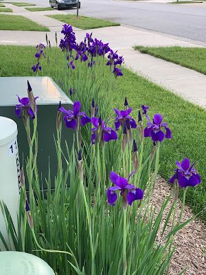 Backyard Neophyte Landscaping Blog: Great Utility Box Plant Combination Utility Box Landscaping Front Yards, Landscaping Around Power Boxes, Electric Box Landscaping, Disguising Utility Boxes, Landscape Around Utility Boxes, Electrical Box Landscaping, Utility Box Landscaping, Landscaping Around Utility Boxes, Landscaping Around Electrical Boxes