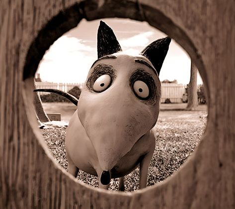 Frankenweenie Pfp, Frankenweenie Aesthetic, Frankenweenie Wallpaper, Franken Weenie, Tim Burton Animation, Laika Studios, Tim Burton Characters, Love Is Cartoon, Tim Burton Style