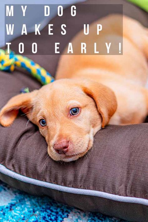 My Dog Wakes Up Too Early - How To Get Back To A Good Night's Sleep Dog Not Sleeping Through The Night, Puppy Sleep Through Night, Training Puppies, Tired Puppy, Puppy Tips, Crying At Night, Puppy Time, Puppies Tips, Sleep Late