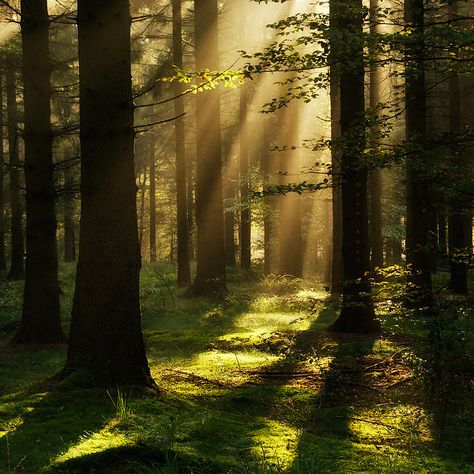 Mysterious woods | ... © All rights reserved | J-W | Flickr Forest Light, Airbrush Art, Magical Forest, Camping Experience, California Travel, Enchanted Forest, In The Forest, In The Woods, Beautiful Photography