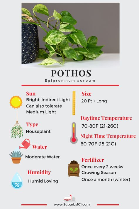 8 Tips on How to Care for Your Pothos (Epipremnum aureum Infographic) Epipremnum Aureum Care, Pothos Plant Care Tips, How To Care For Pothos Plant, Neon Pothos Plant Care, Pathos Plant Care, Pothos Care Tips, Golden Pathos, Types Of Pothos, Golden Pothos Care